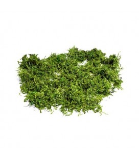 Semi Dry Natural Moss 50g