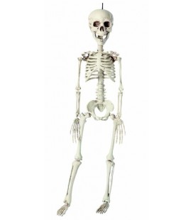 Skelett 76cm