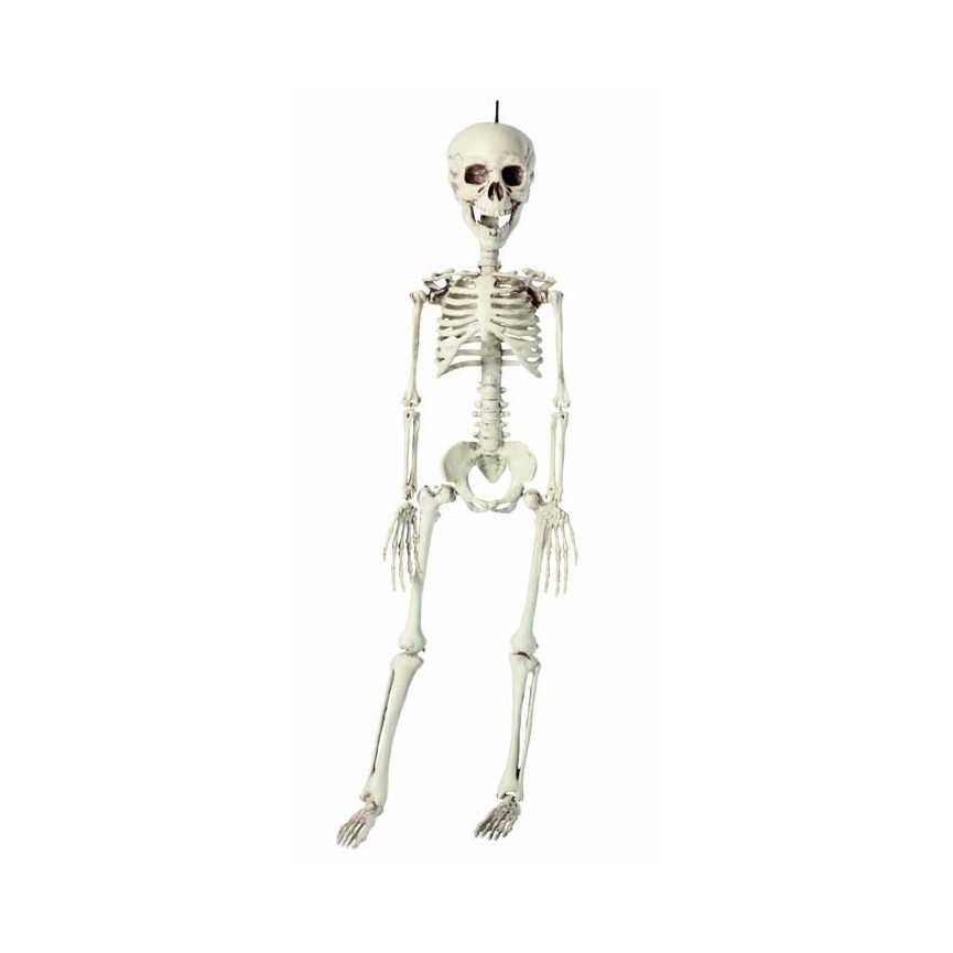 Squelette 76cm