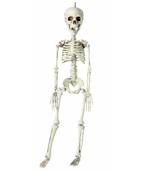 Squelette 76cm