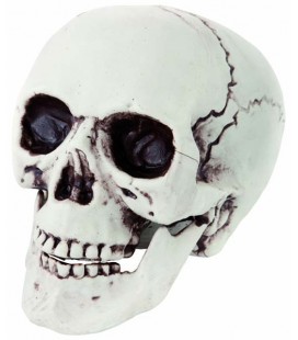 Plastic Skull